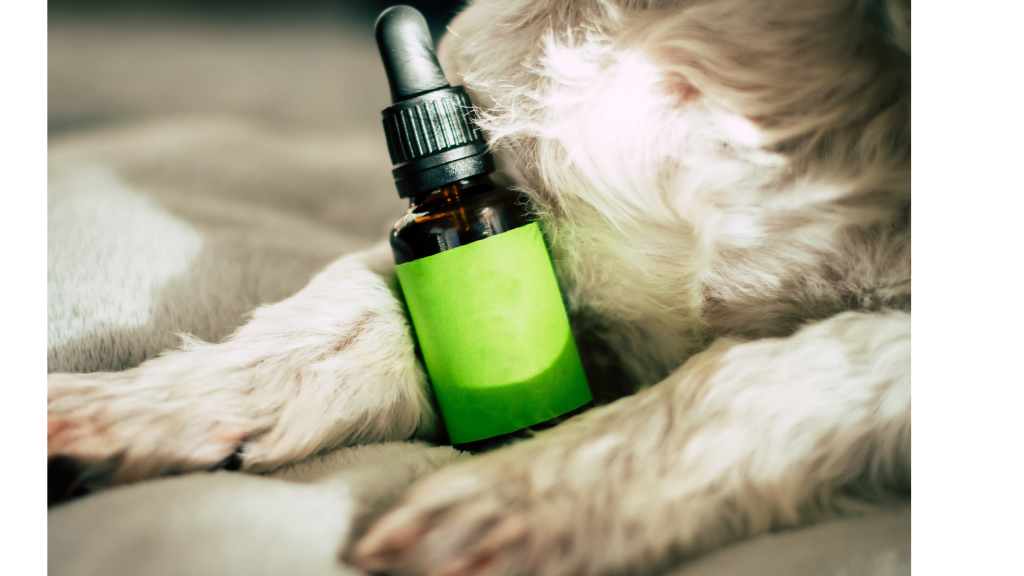 Pet with CBD Tincture