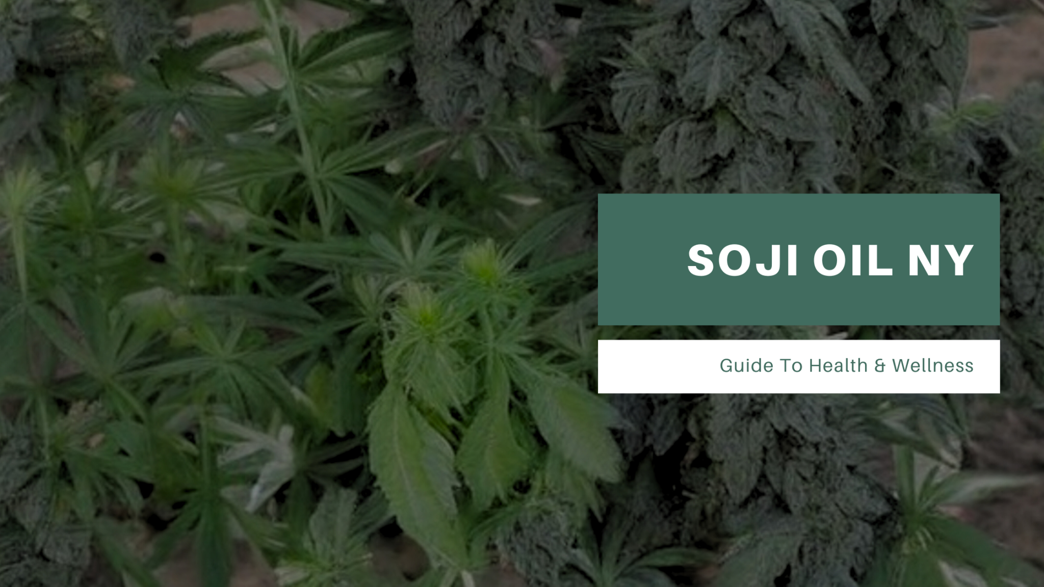 CBD & Comprehensive Guide to Wellness